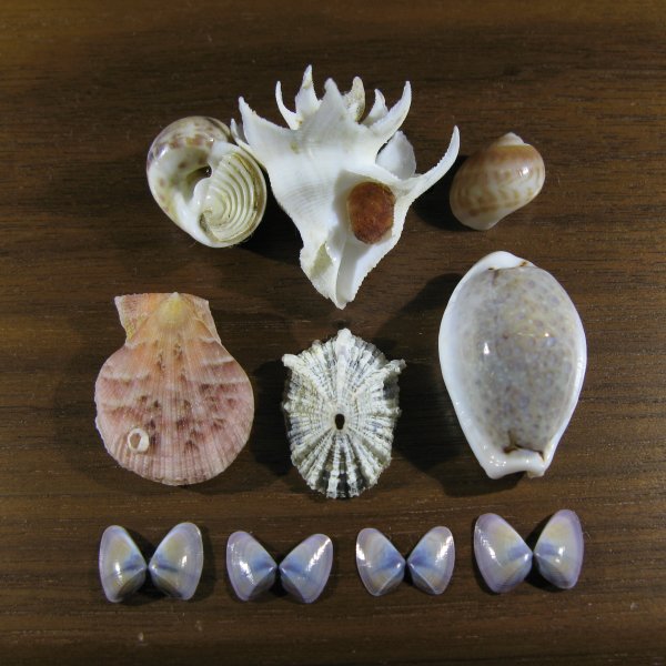 Sea Shells connected to Seven plants of Autumn