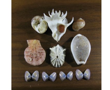 Sea Shells connected to Seven plants of Autumn