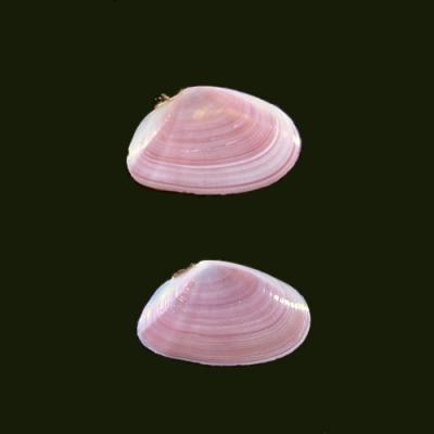 サクラガイ　桜貝