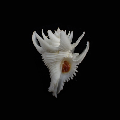 Babelomurex japonicus