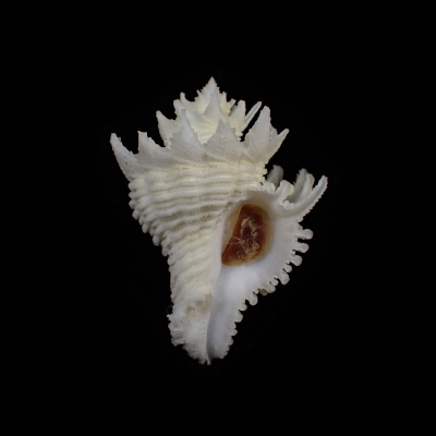 Babelomurex japonicus