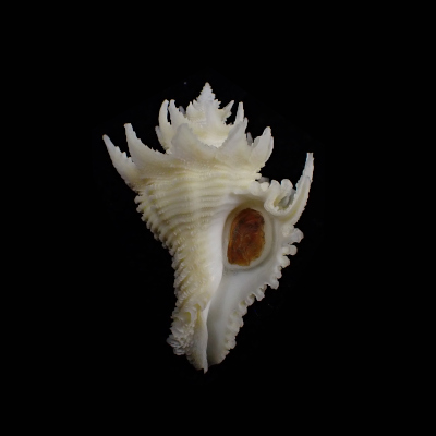 Babelomurex japonicus