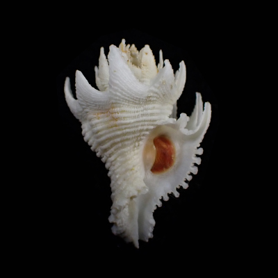 Babelomurex japonicus
