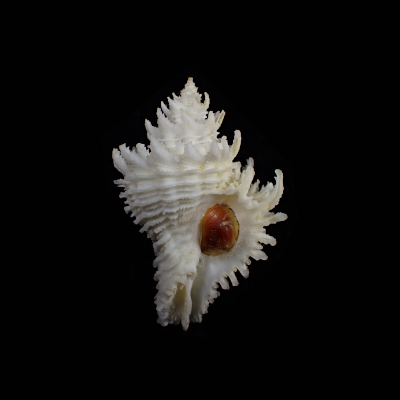 Babelomurex japonicus
