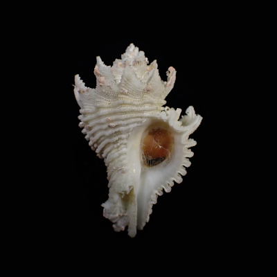 Babelomurex japonicus