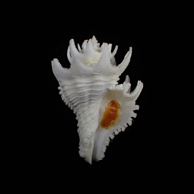 Babelomurex japonicus