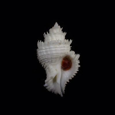 Babelomurex japonicus