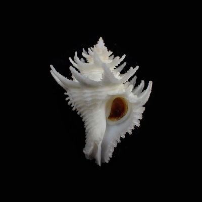 Babelomurex japonicus