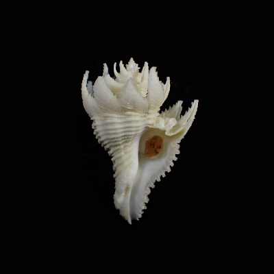 Babelomurex japonicus