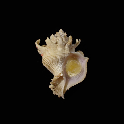 Babelomurex stenospinus
