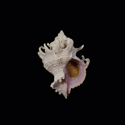 Babelomurex stenospinus