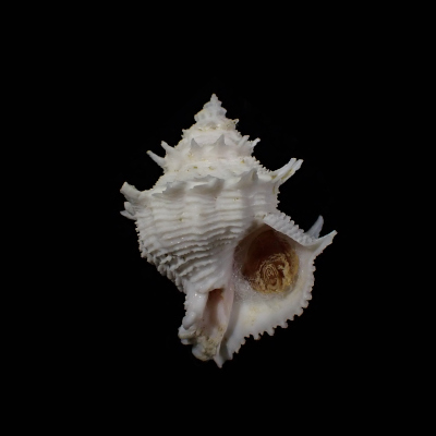 Babelomurex stenospinus