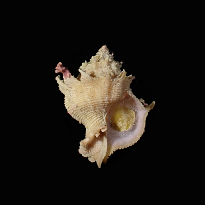 Babelomurex stenospinus