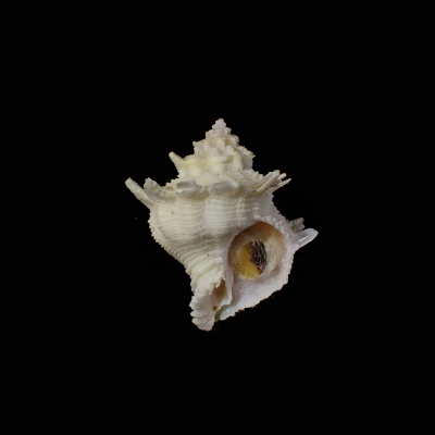 Babelomurex stenospinus