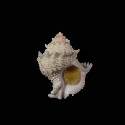 Babelomurex stenospinus