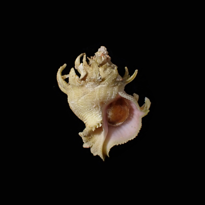 Babelomurex stenospinus