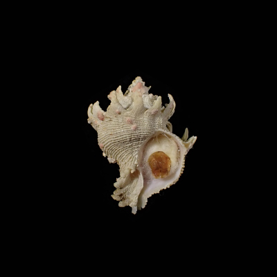 Babelomurex stenospinus