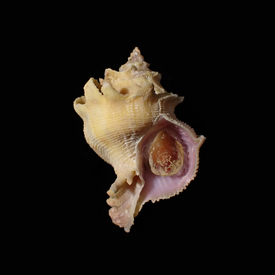 Babelomurex stenospinus