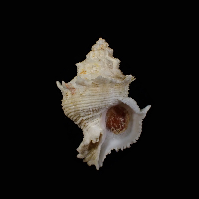 Babelomurex stenospinus