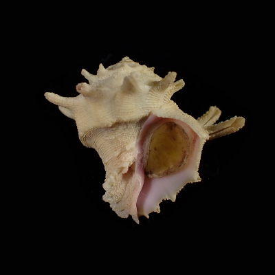 Babelomurex longispinosus