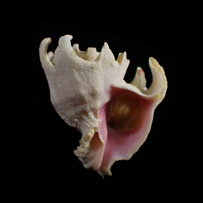 Babelomurex longispinosus
