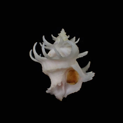 Babelomurex purpuratus