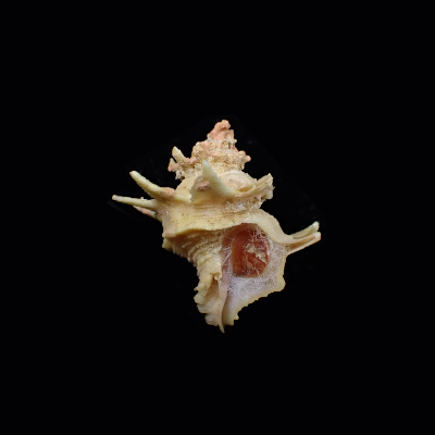 Babelomurex purpuratus