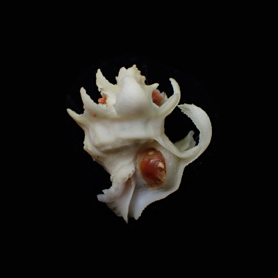 Babelomurex purpuratus