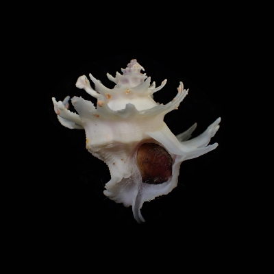 Babelomurex purpuratus