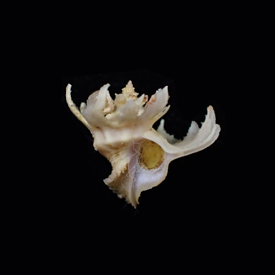 Babelomurex purpuratus