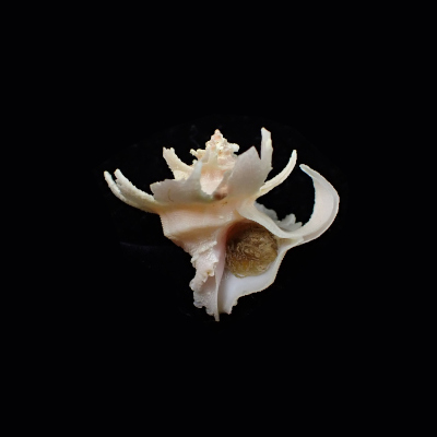 Babelomurex purpuratus