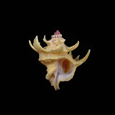 Babelomurex purpuratus