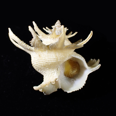 Babelomurex deburghiae