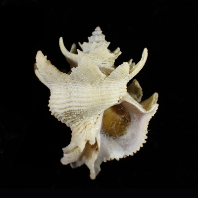 Babelomurex deburghiae