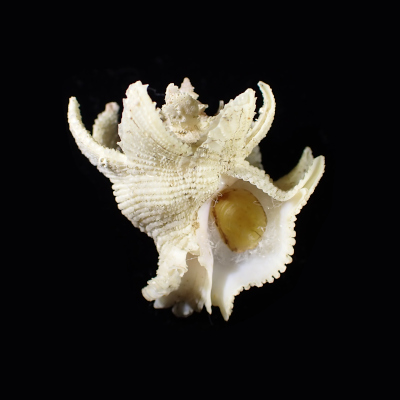 Babelomurex deburghiae