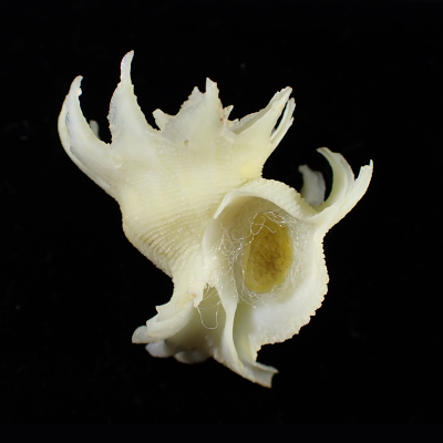 Babelomurex deburghiae