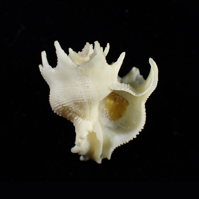 Babelomurex deburghiae