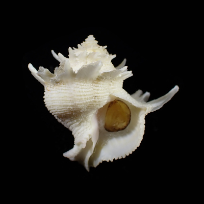 Babelomurex deburghiae