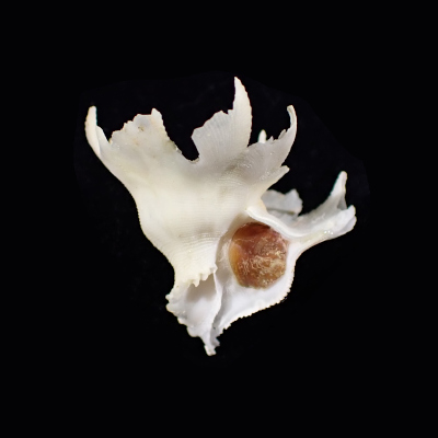 Latiaxis latipinnatus