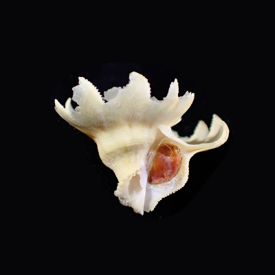 Latiaxis latipinnatus