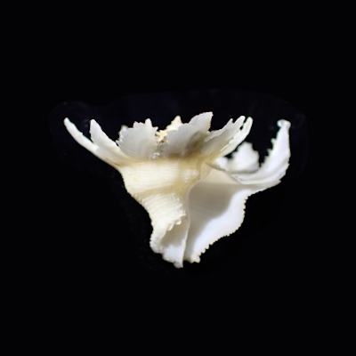 Latiaxis latipinnatus
