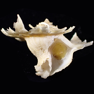 Latiaxis latipinnatus