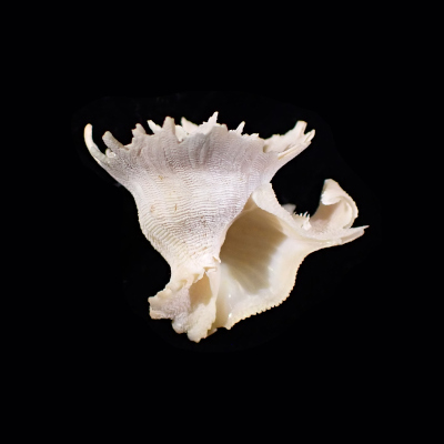 Latiaxis latipinnatus