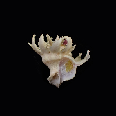Babelomurex purpuratus