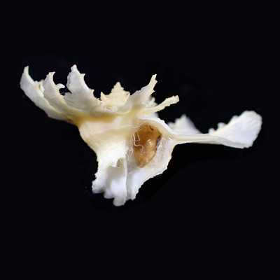 Latiaxis latipinnatus