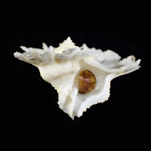 Latiaxis latipinnatus