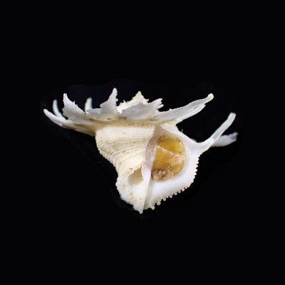 Latiaxis latipinnatus