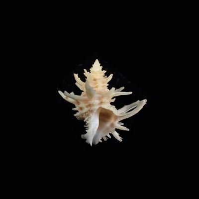Babelomurex spinosus