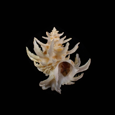 Babelomurex spinosus
