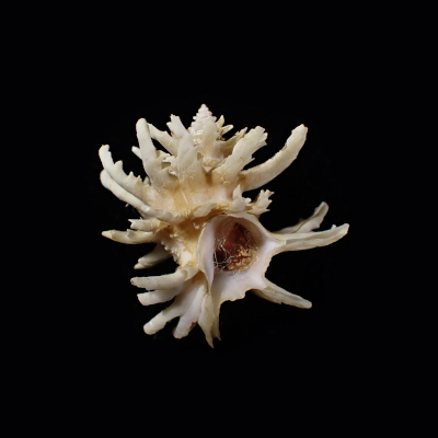 Babelomurex spinosus